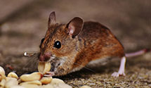 24 Hour & Emergency Exterminators in Addieville, IL
